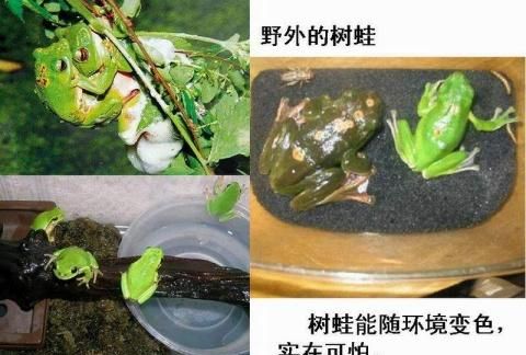 在野外有一种可爱的小家伙，明知它有毒但还是有人把它煮来吃了图4