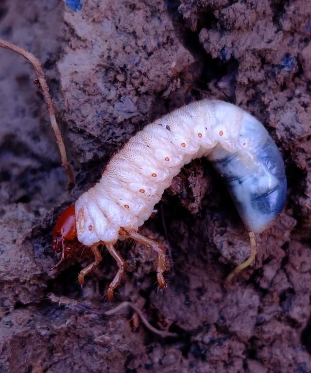 地下害虫的主要种类,发生特点和防治方法是什么图1