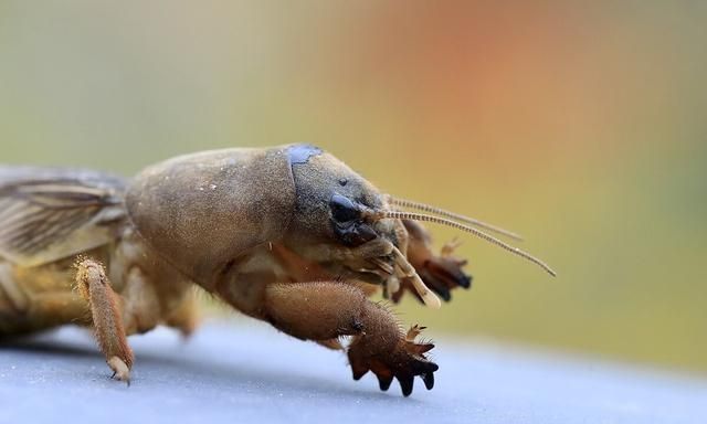 地下害虫的主要种类,发生特点和防治方法是什么图3