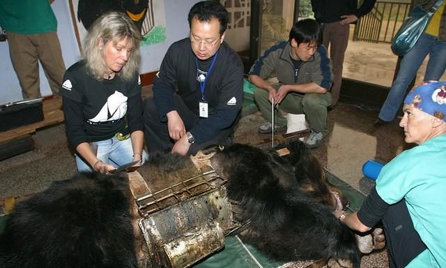 失去母熊的幼熊该如何生存下去,母熊带三只幼熊出来吃什么图1