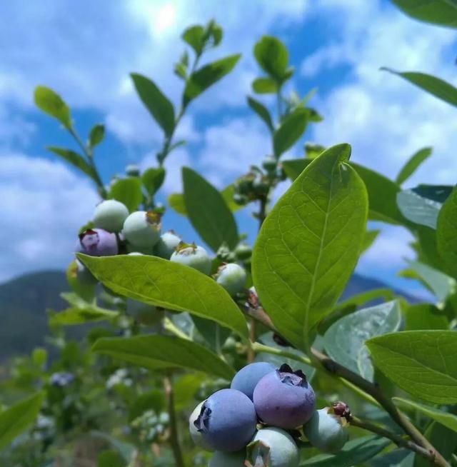 攀枝花吃爱马仕芒果,攀枝花爱马仕芒果图3