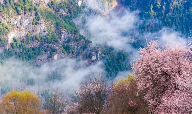 林芝,西藏旅行的第一站是哪里(西藏林芝最新消息今天)图2