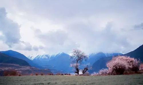 林芝,西藏旅行的第一站是哪里(西藏林芝最新消息今天)图11