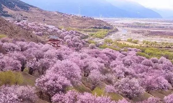 林芝,西藏旅行的第一站是哪里(西藏林芝最新消息今天)图22