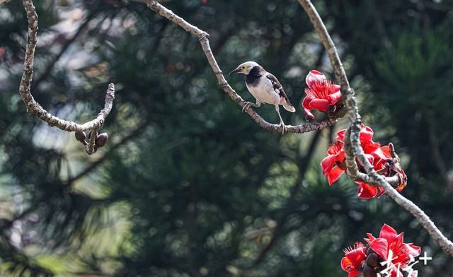 又见木棉花正红图8