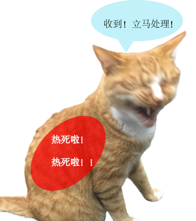 各类猫咪防暑好物哪些值得买(提高猫咪生活质量的几款好物)图5