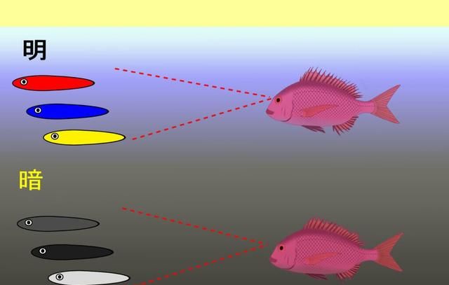 鱼能分辨出颜色吗(鱼喜欢什么颜色)图5