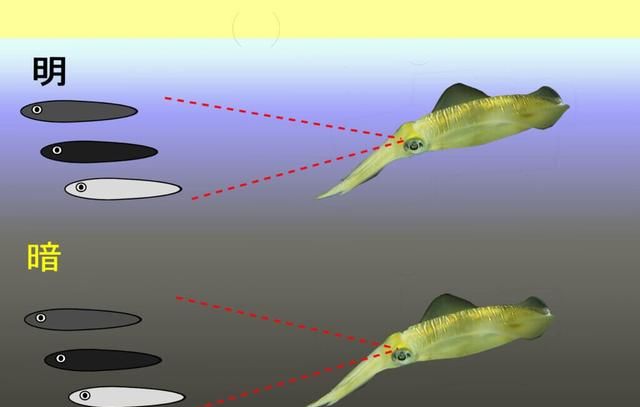 鱼能分辨出颜色吗(鱼喜欢什么颜色)图6