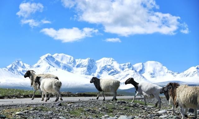 可可托海的牧羊人｜藏着可怕的故事和惊天秘密「援疆乡村振兴」图34