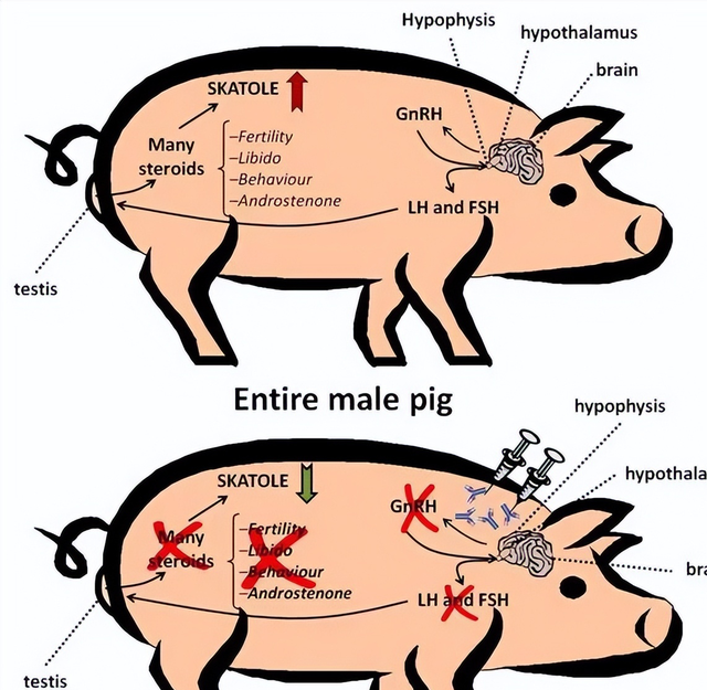 没阉的公猪肉为什么很臭图7