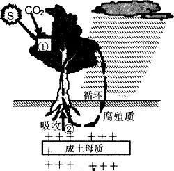 地理笔记土壤,高一地理必修一土壤课堂笔记图2