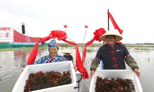 冬季虾稻田水草该如何管理,冬春养虾水的管理图2