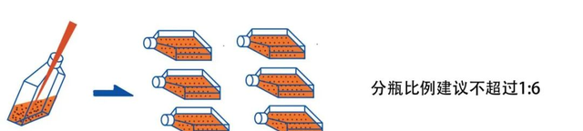 细胞培养新手入门教程图4