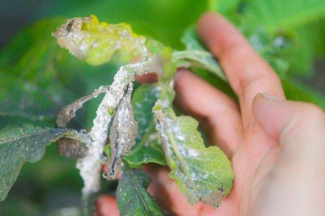 花卉植物长了密密麻麻的蚜虫?自制药水来杀虫图3