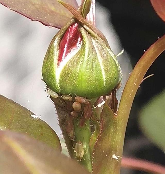 花卉植物长了密密麻麻的蚜虫?自制药水来杀虫图4