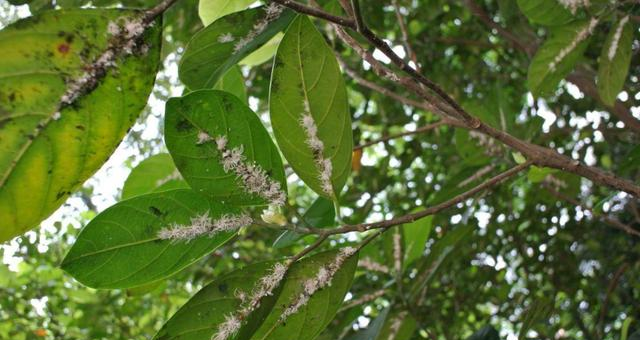 花卉植物长了密密麻麻的蚜虫?自制药水来杀虫图5