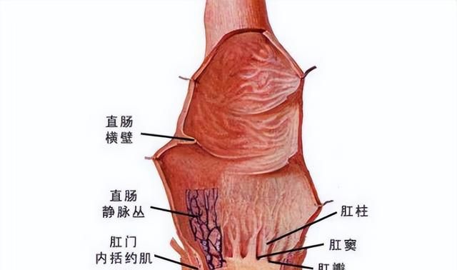 80岁老人便秘被刺,老奶奶便秘肚子疼图3