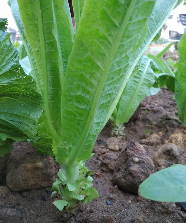 南方露天蔬菜遇到霜冻怎么补救,连续阴雨天对露地蔬菜有什么影响图2