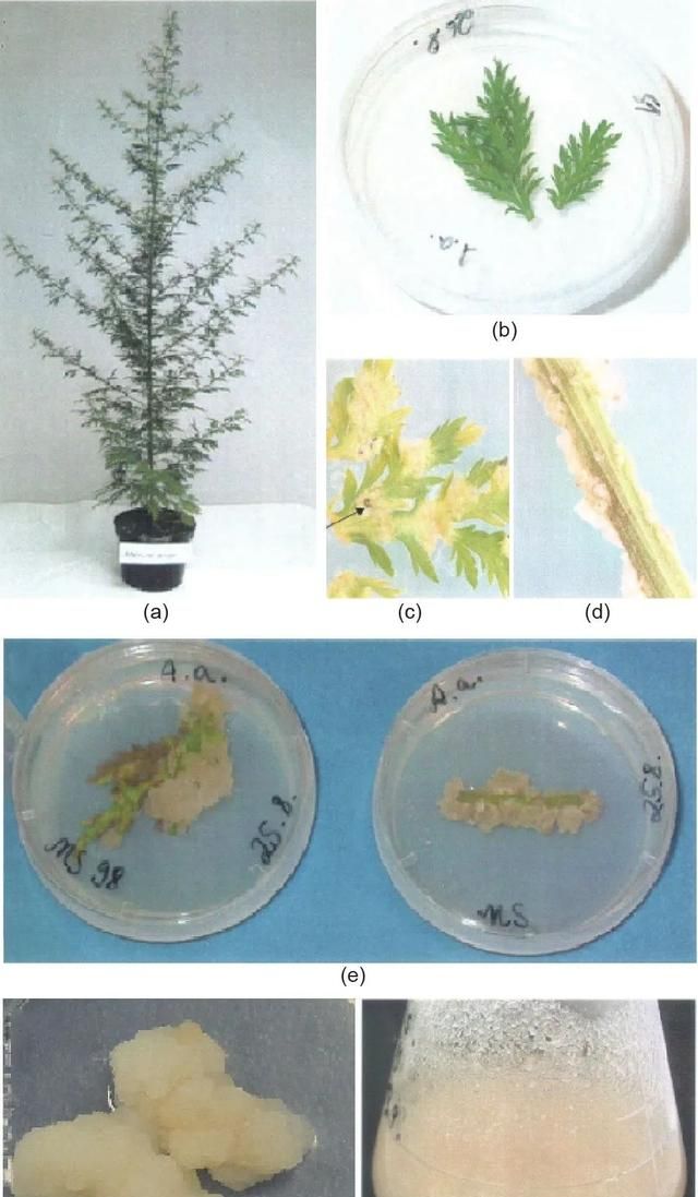 植物愈伤组织的培养及应用,植物愈伤组织形成的最新研究成果图2