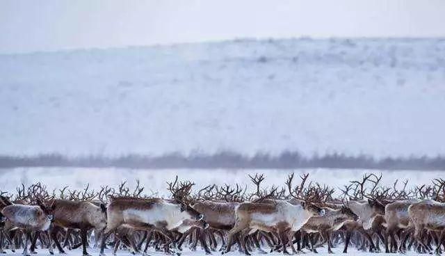 给圣诞老人拉雪橇的为什么是驯鹿图7