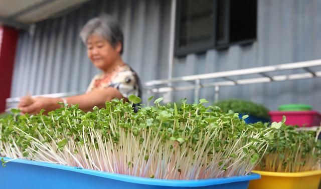 种植红小豆芽苗菜应该注意什么图2