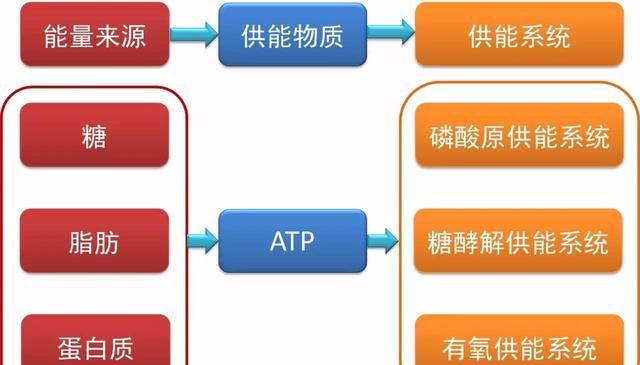 无氧运动和有氧运动的区别哪个好图4