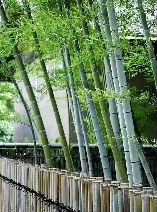 竹篱禅意庭院(七天造园禅意庭院)图6