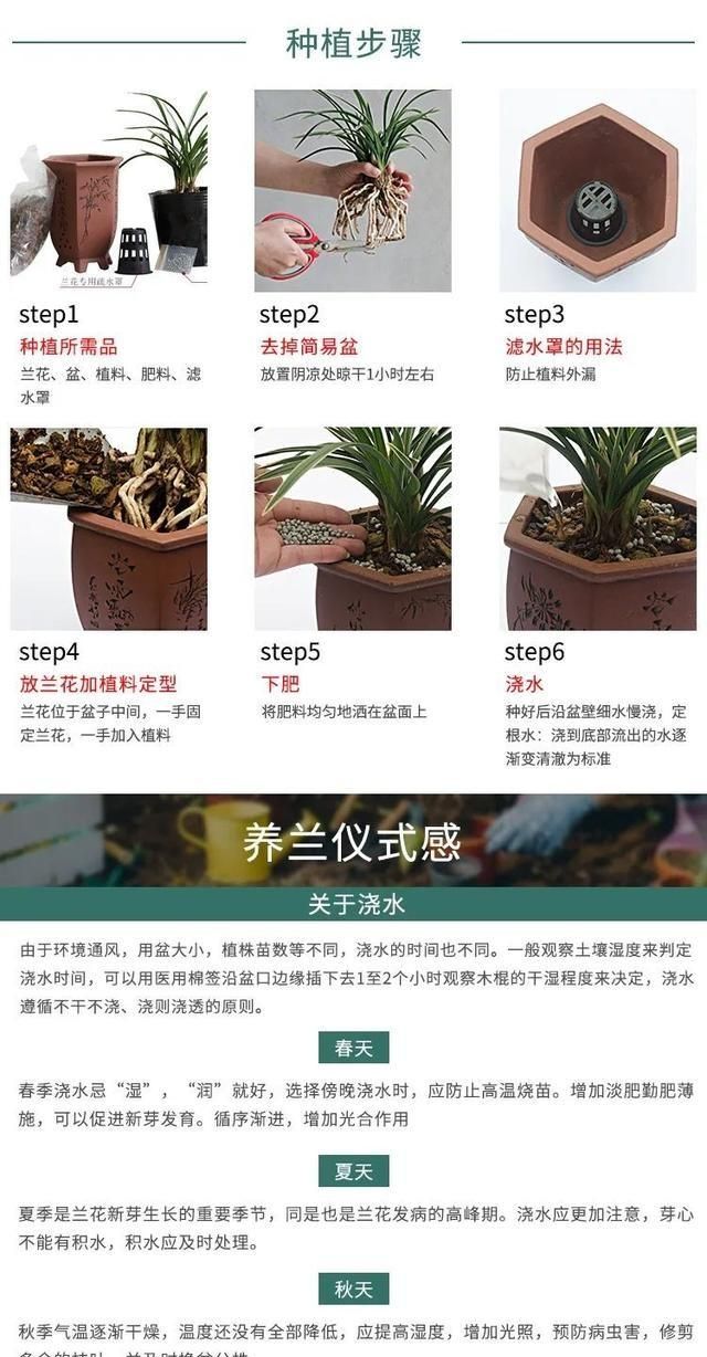 蕙兰翠定荷素好养吗图16