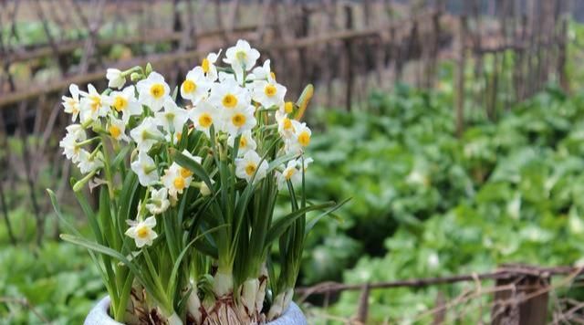 水仙花开花时要注意什么(什么时候养水仙花过年时开花)图5