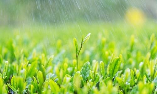 谷雨断霜雨润万物下一句是什么(雨润万物谷雨比心)图1