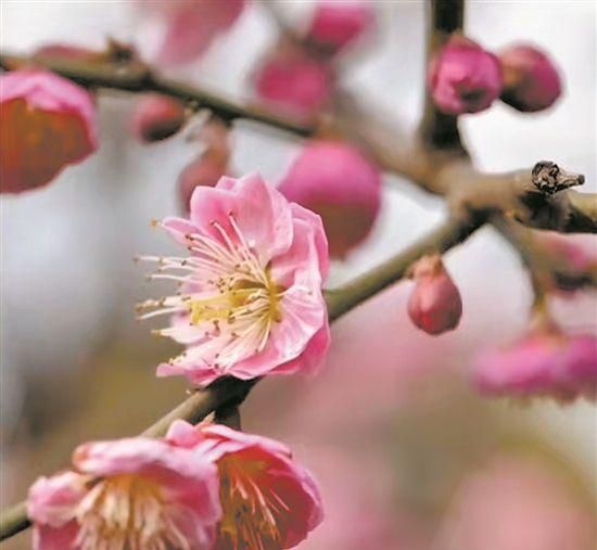 节庆买花注意！干枝杜鹃是国家二级保护植物，买干枝花也可能犯法图1