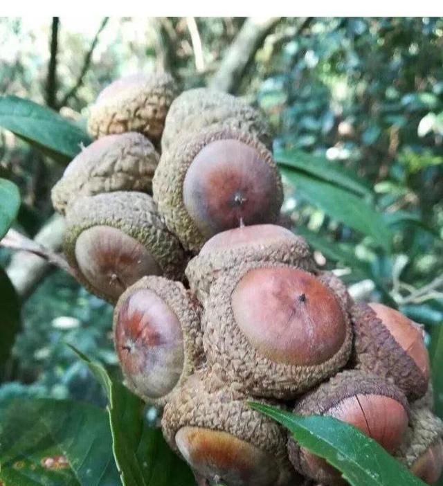 一年四季开花的野果有哪些(农村有一种带刺的野果叶片还大)图1