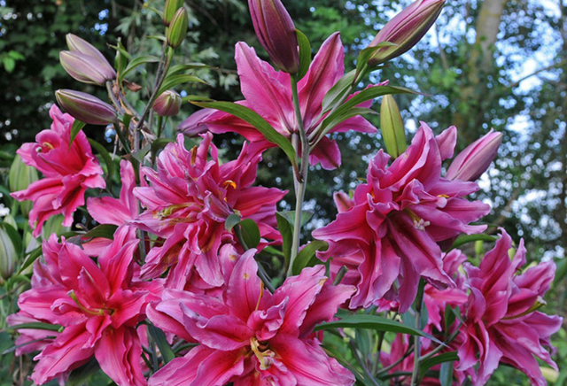 盆栽百合花怎么养才多开花教程(百合花养花时的套子要不要拿下来)图15