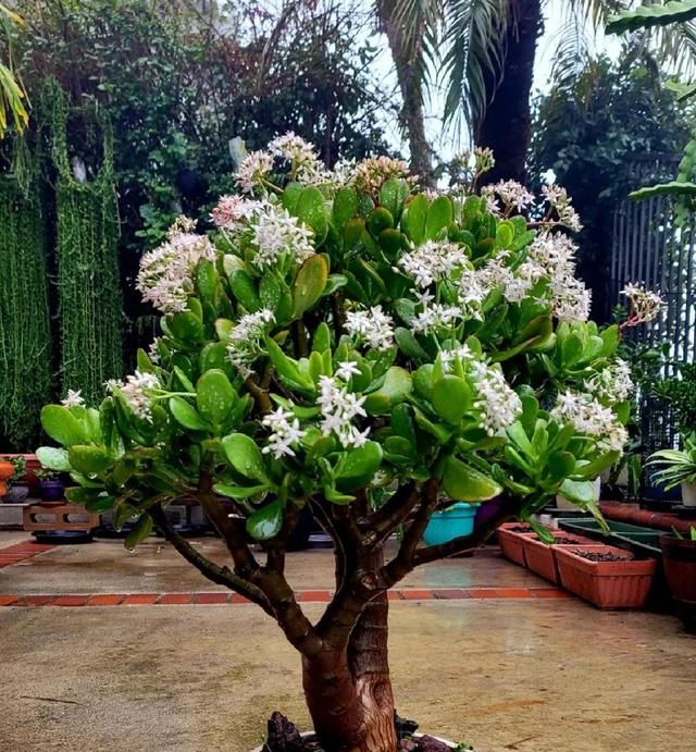 开花的花什么花最好养,养花爱开花的好兆头图1