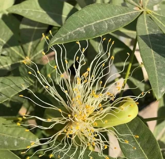 开花的花什么花最好养,养花爱开花的好兆头图7