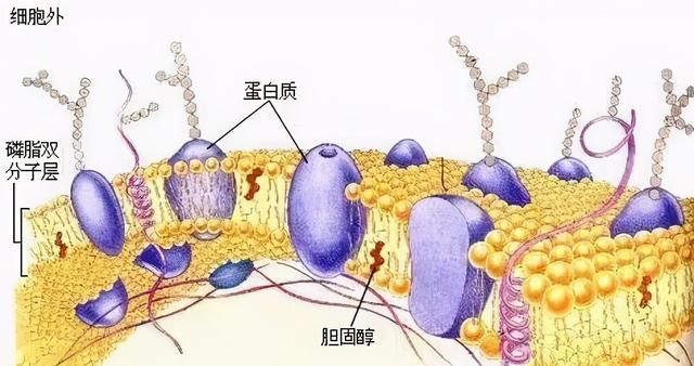 维生素e虽好可是能直接擦脸上吗图5