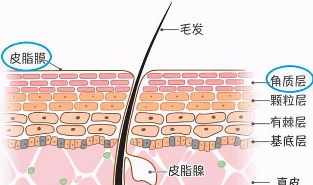 维生素e虽好可是能直接擦脸上吗图8