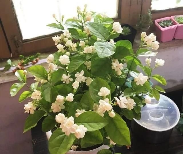 养茉莉5个绝技一个季节开花多次图1