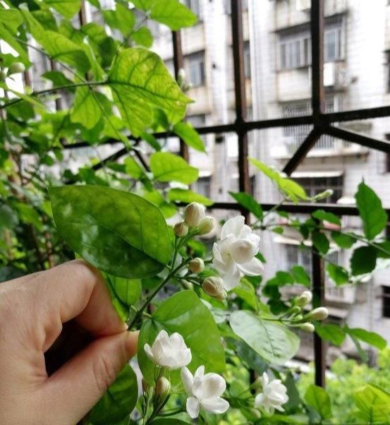 养茉莉5个绝技一个季节开花多次图11