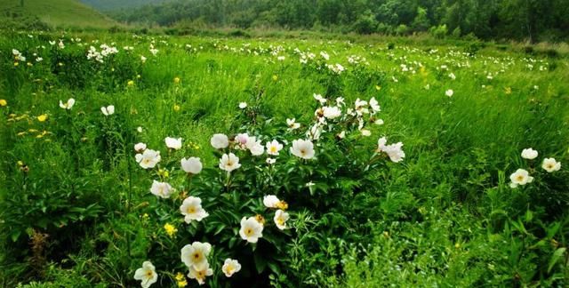 5月开花的植物有哪些,花期最好养的植物图10