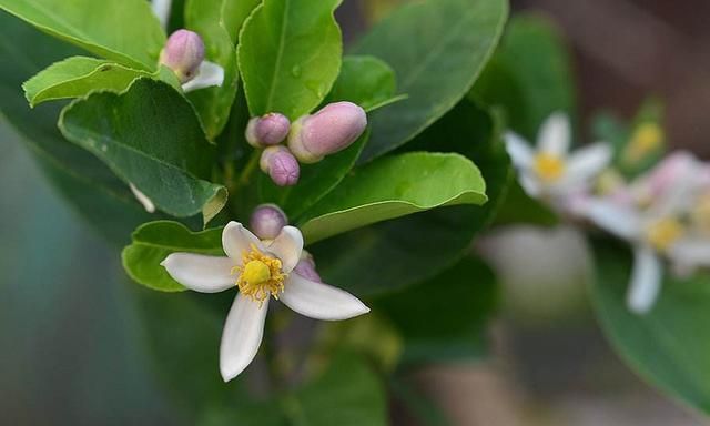 5月开花的植物有哪些,花期最好养的植物图14