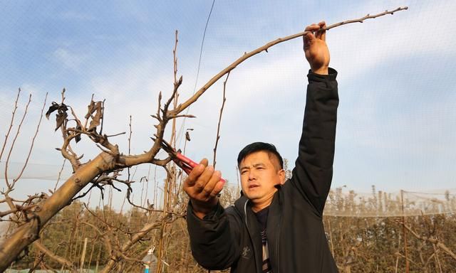 果树修剪时间春季好还是冬季好,果树冬季修剪是几月最佳图1