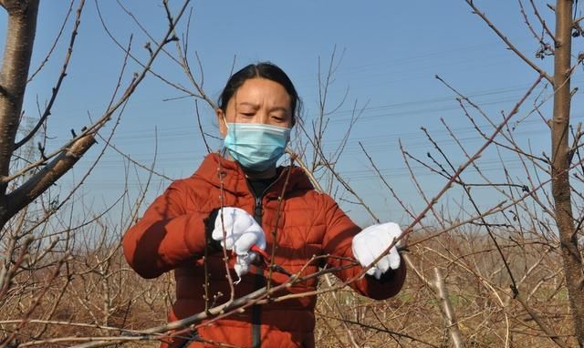 果树修剪时间春季好还是冬季好,果树冬季修剪是几月最佳图5