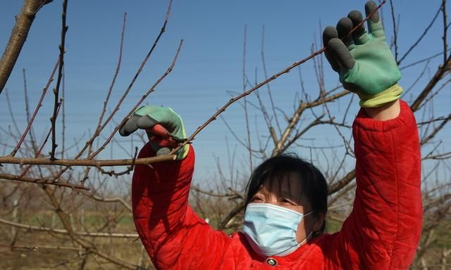 果树修剪时间春季好还是冬季好,果树冬季修剪是几月最佳图7