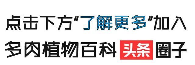 你生命中的第一盆多肉还在吗(多肉长大的那瞬间)图36