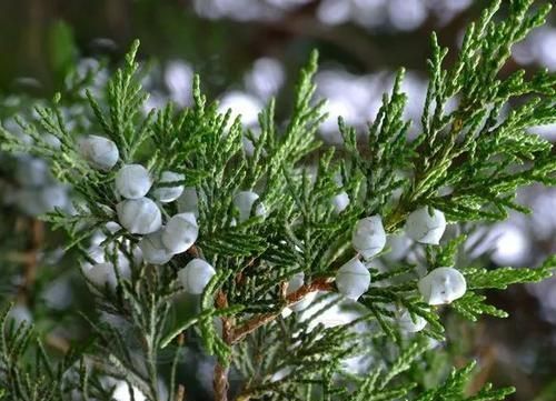 裸子植物的胚珠和种子是裸露的(裸子植物如何形成种子)图8