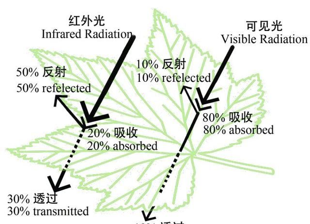 绿色植物降温的原因,植物绿化降温原理图8