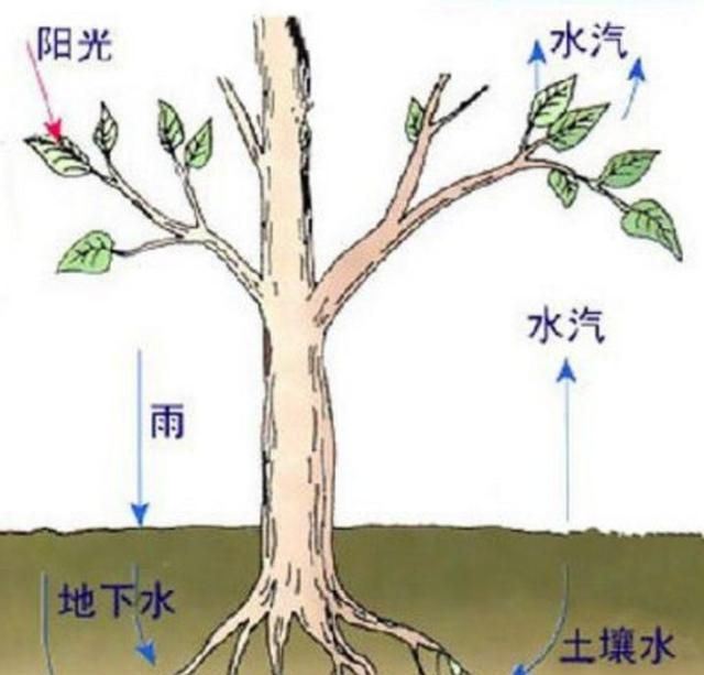 绿色植物降温的原因,植物绿化降温原理图12