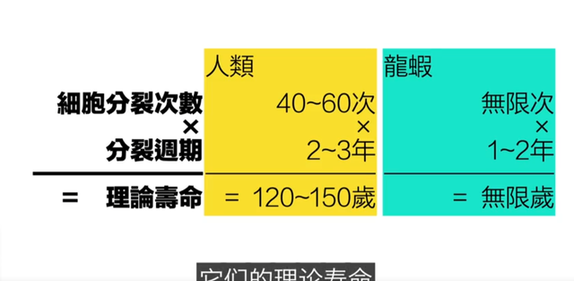 龙虾里面到底有什么(龙虾有什么特点)图8