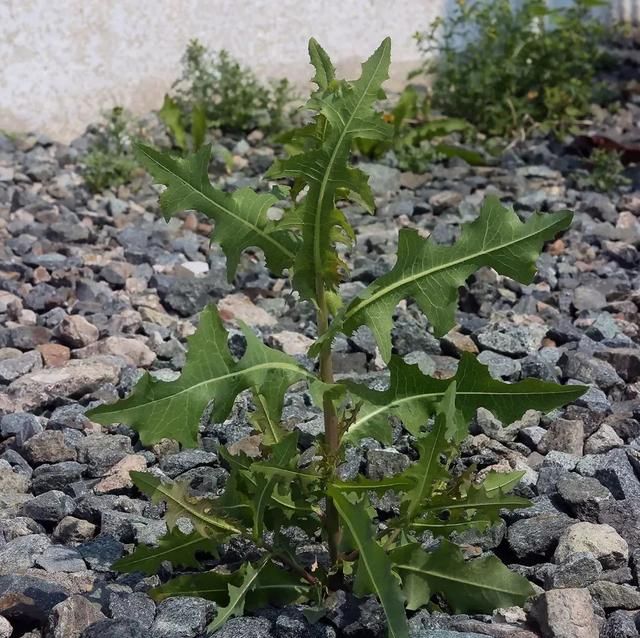 莴笋秋天的千金菜(家常菜莴苣)图2